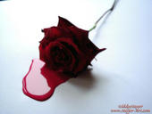 Bloody Rose
