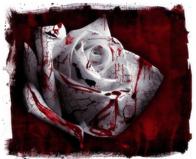 Bloodrose
A bloody rose
Keywords: rose blood bloodrose