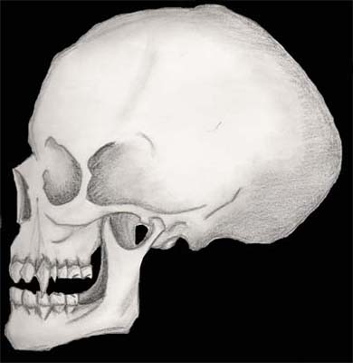 Demonic Skull
Life Drawing of a Demonic Skull (Side View) Fangs and all.
Keywords: skull, demon, demonic