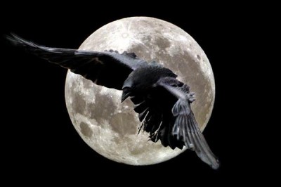 Raven
mystic,dark,wise
