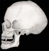 Filename=demon_skull.jpg
Filesize=36KiB
Dimensions=390x400
Date added=Mar 08, 2006 demon_skull.jpg